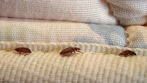 Early Signs of Bed Bugs