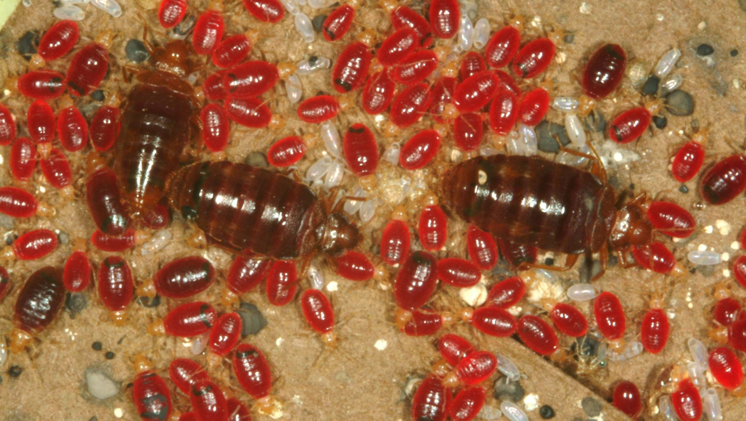 What causes bed bug infestations