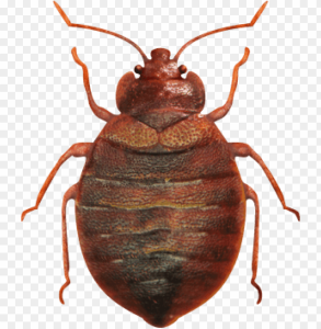 bed bug company tampa