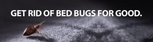 Best Bed Bug Company Tampa